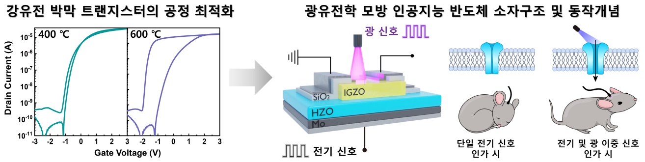 경기도가 지원한 성균관대 연구팀, 빛과 전기신호를 이용한 차세대 AI 반도체 기술 개발 성공